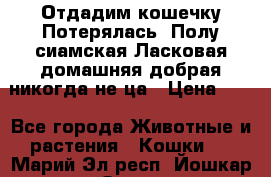 Отдадим кошечку.Потерялась. Полу сиамская.Ласковая,домашняя,добрая,никогда не ца › Цена ­ 1 - Все города Животные и растения » Кошки   . Марий Эл респ.,Йошкар-Ола г.